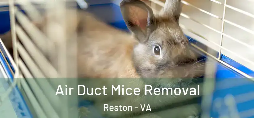  Air Duct Mice Removal Reston - VA
